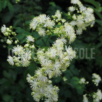 image de Thalictrum pubescens 