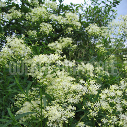 image de Thalictrum pubescens 