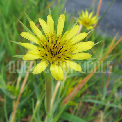 image de Tragopogon dubius 