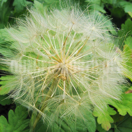 image de Tragopogon dubius 