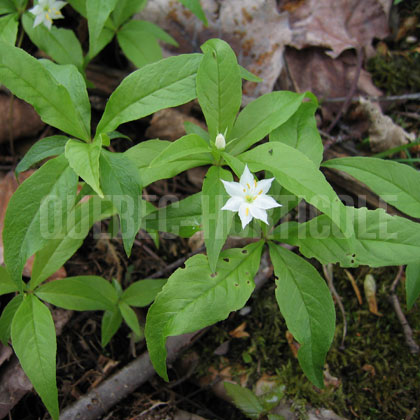 image de Lysimachia borealis 