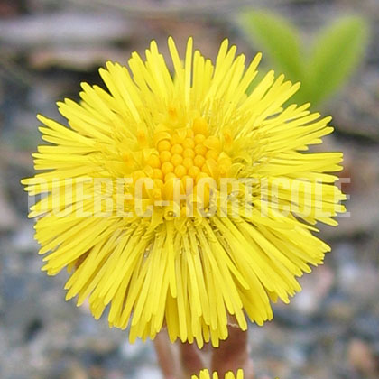 image de Tussilago farfara 