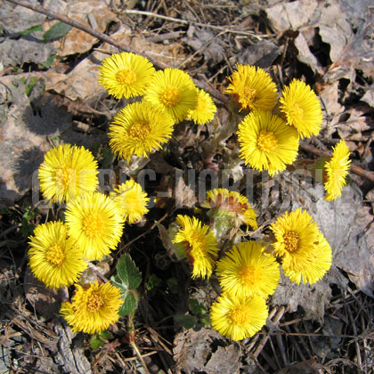 image de Tussilago farfara 