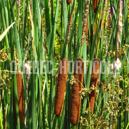 image de Typha angustifolia 