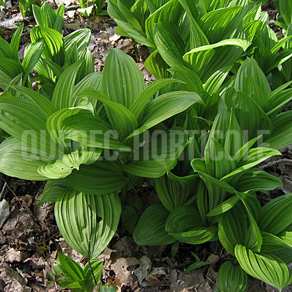 image de Veratrum viride 