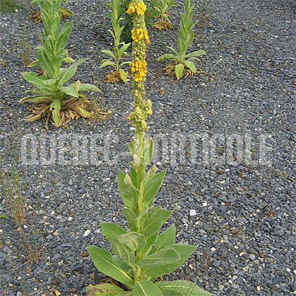 image de Verbascum thapsus 