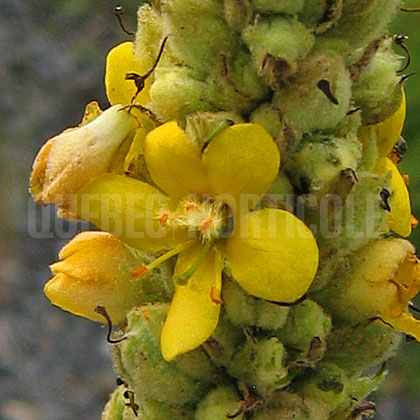 image de Verbascum thapsus 