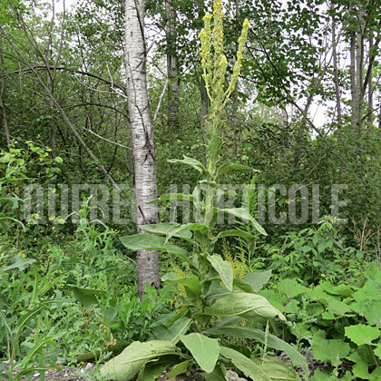 image de Verbascum thapsus 