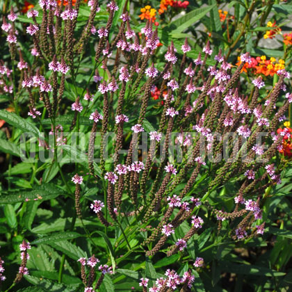 image de Verbena hastata 