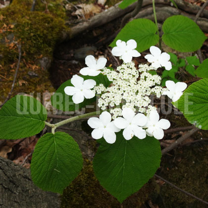 image de Viburnum lantanoides (Viburnum alnifolium) 