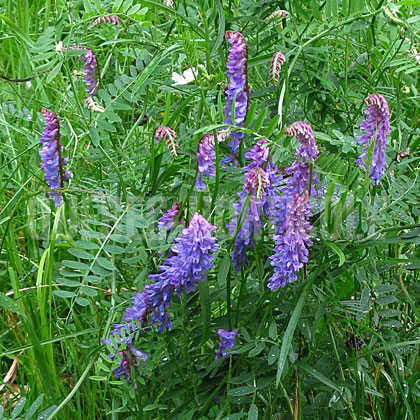 image de Vicia cracca 