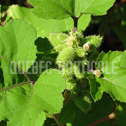 image de Xanthium strumarium 