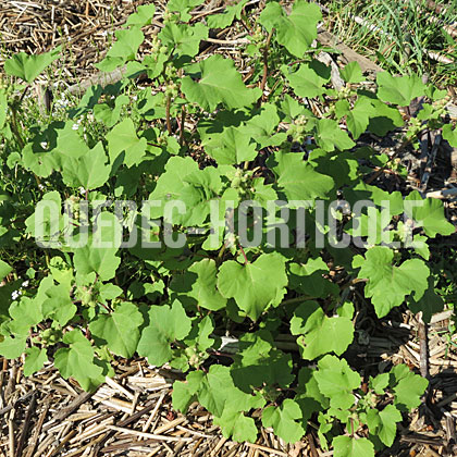 image de Xanthium strumarium 