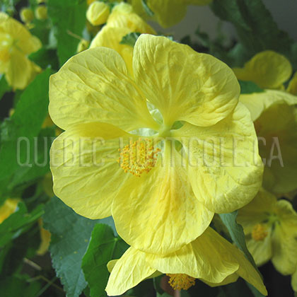 image de Abutilon x hybrida 