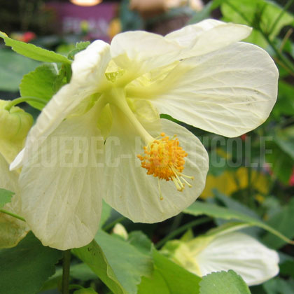 image de Abutilon x hybrida 