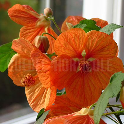 image de Abutilon x hybrida 