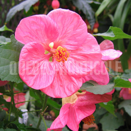 image de Abutilon x hybrida 