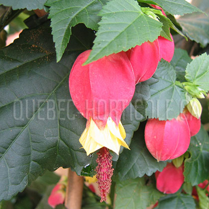 image de Abutilon megapotamicum 