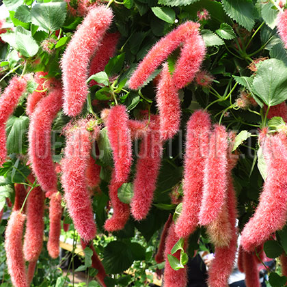 image de Acalypha hispida 