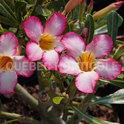 image de Adenium obesum 