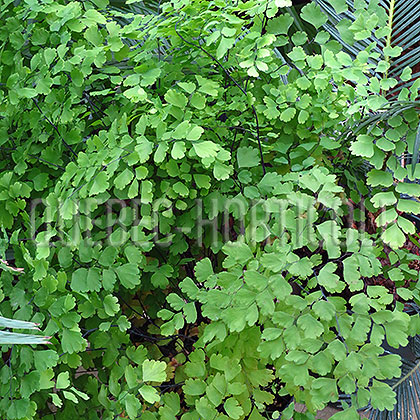 image de Adiantum sp. 