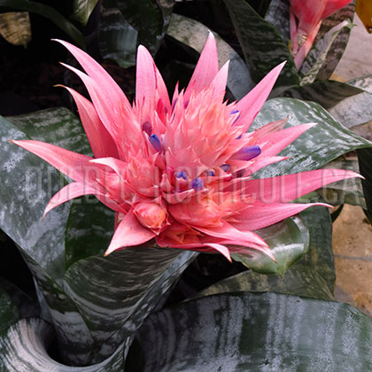 image de Aechmea fasciata 