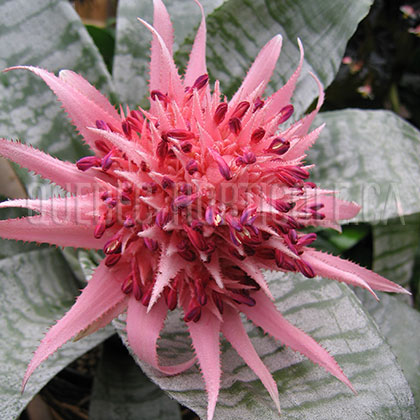 image de Aechmea fasciata 