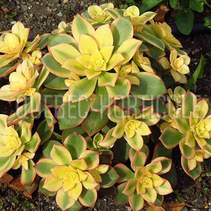 image de Aeonium haworthii Kiwi