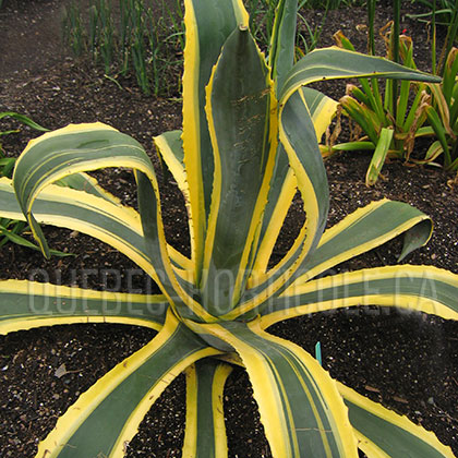 image de Agave americana Marginata