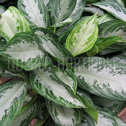 image de Aglaonema sp. 