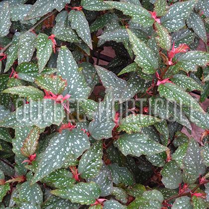 image de Begonia Angel Wing