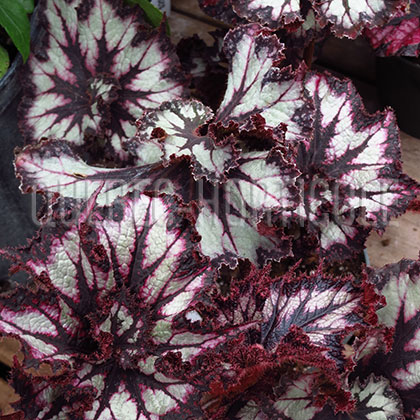 image de Begonia rex 