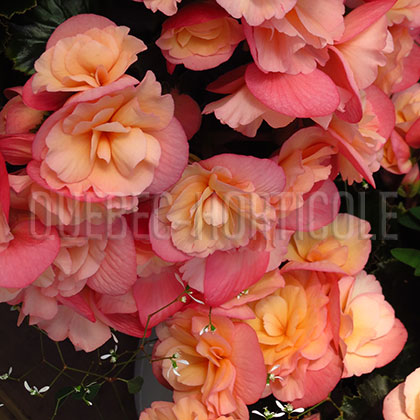 image de Begonia hiemalis 