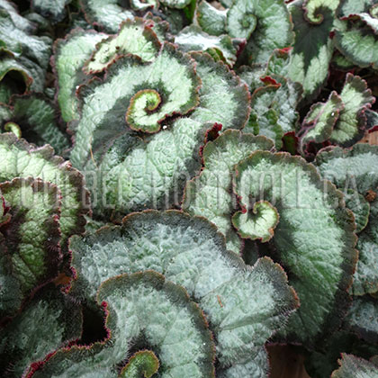 image de Begonia rex Escargot