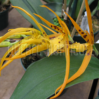 image de Brassia sp. 