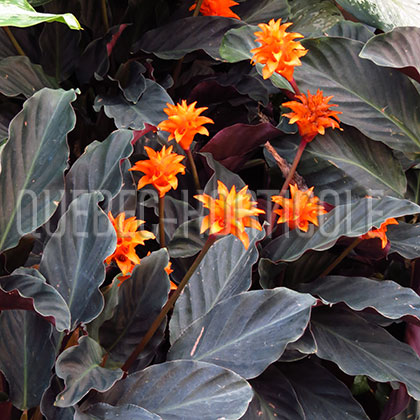 image de Calathea crocata Tassmania