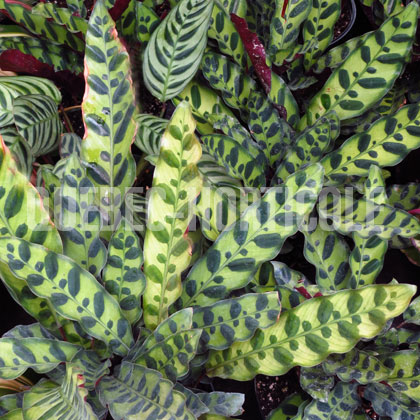 image de Calathea lancifolia 