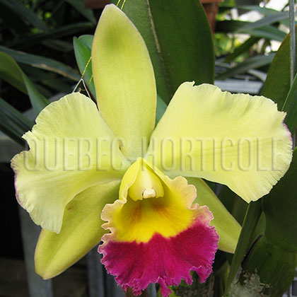 image de Cattleya sp. 