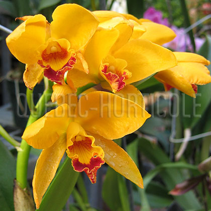 image de Cattleya sp. 