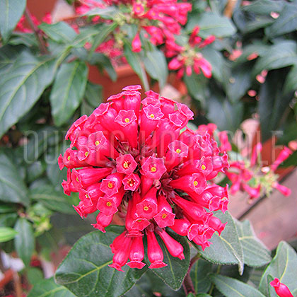 image de Cestrum purpureum 