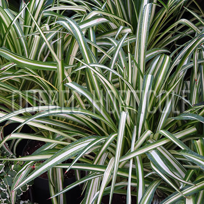 image de Chlorophytum comosum 