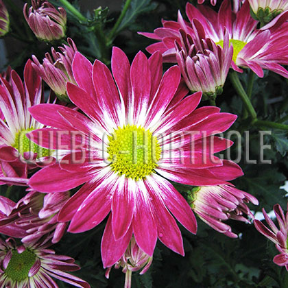 image de Chrysanthemum sp. 