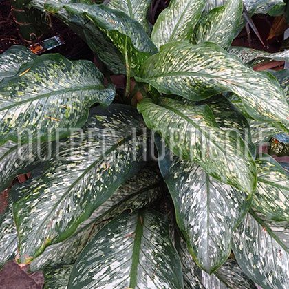 image de Dieffenbachia Tiki