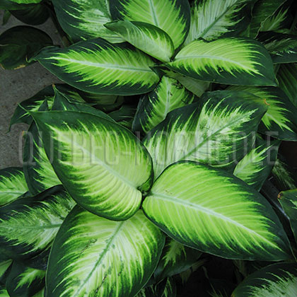 image de Dieffenbachia sp. 