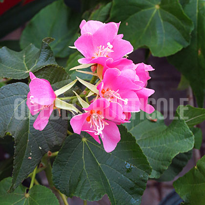 image de Dombeya x seminole 