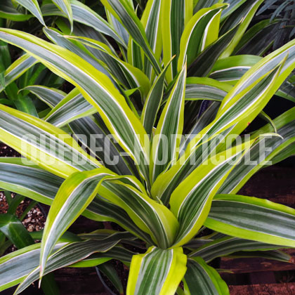 image de Dracaena Lemon Lime