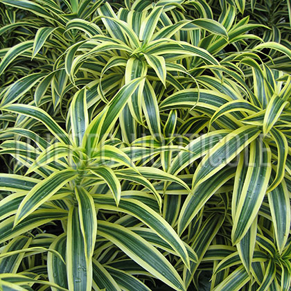 image de Dracaena reflexa Song of India