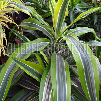 image de Dracaena deremensis Warneckei