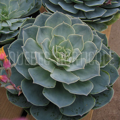 image de Echeveria glauca 