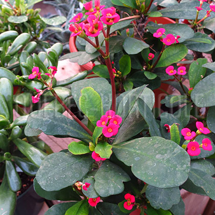 image de Euphorbia milii 